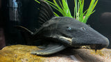 Blue Eyed Pleco (Panaque cochliodon) - WYSIWYG