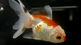Tricolor Goldfish (Carassius auratus)