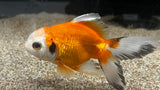 Tricolor Goldfish (Carassius auratus)