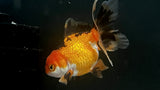 Tricolor Goldfish (Carassius auratus)