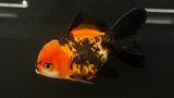 Tricolor Goldfish (Carassius auratus)