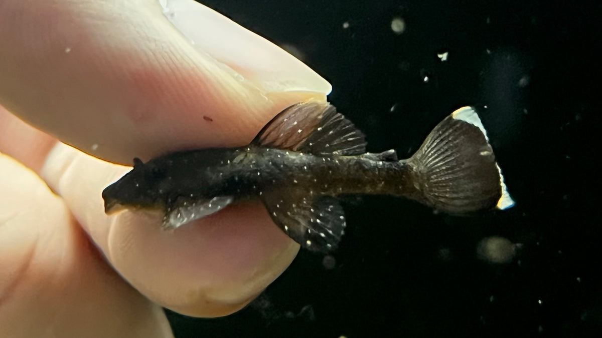 L-181 Peppermint Bristlenose Pleco (Ancistrus sp.) – The Waterfront SLC