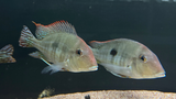 Red Head Tapajos (Geophagus pyrocephalus)