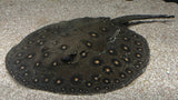 Motoro Hybrid Stingray (Potamotrygon motoro sp.) - Male WYSIWYG