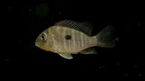 Geophagus Balzani (Gymnogeophagus balzanii)