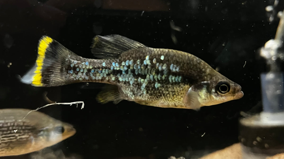 Butterfly Splitfin Goodeid (Ameca splendens) – The Waterfront SLC
