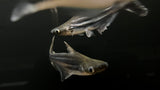 Iridescent Shark (Pangasius Hypophthalmus)