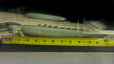 Lake Turkana Senegal Bichir (Polypterus senegalus) - Pair