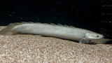 Lake Turkana Senegal Bichir (Polypterus senegalus) - Pair