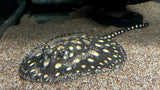 Pearl Hybrid Stingray (Potamotrygon sp.) - T148 Male WYSIWYG