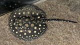 Pearl Hybrid Stingray (Potamotrygon sp.) - T148 Male WYSIWYG
