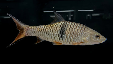 Hampala Barb (Hampala macrolepidota) – The Waterfront SLC