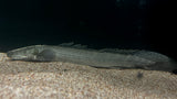 Lapradei Ugheli Bichir (Polypterus lapradei) - T145 WYSIWYG