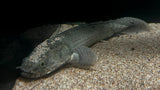 Lapradei Ugheli Bichir (Polypterus lapradei) - T145 WYSIWYG