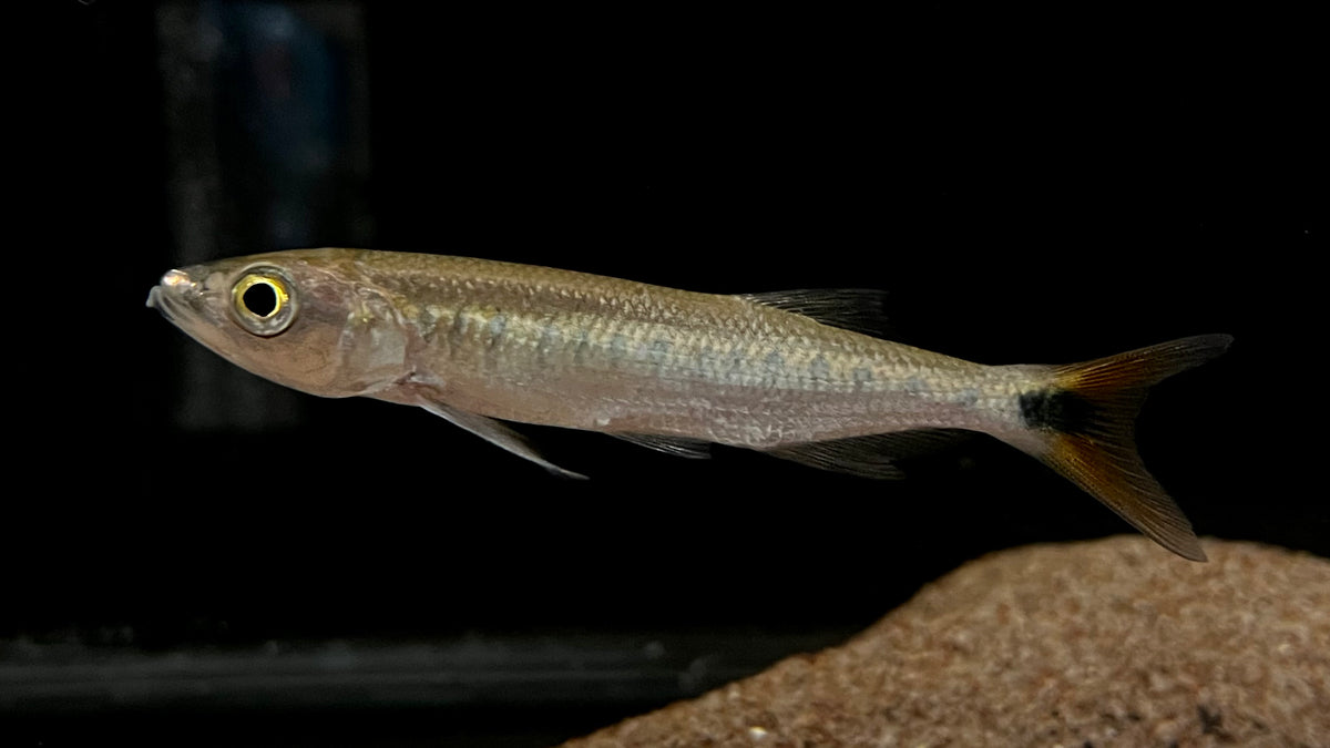 Opsaridium ubangiense – The Waterfront SLC