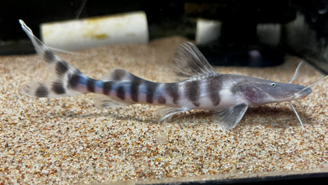Tigrinus Catfish (Batasio tigrinus) - WYSIWYG – The Waterfront SLC