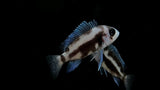 Black Widow Frontosa (Cyphotilapia Frontosa) - Juvenile