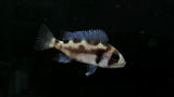Black Widow Frontosa (Cyphotilapia Frontosa) - Juvenile