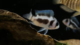 Black Widow Frontosa (Cyphotilapia Frontosa) - Juvenile