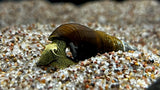 Assorted Rabbit Snail (Tylomelania sp.)