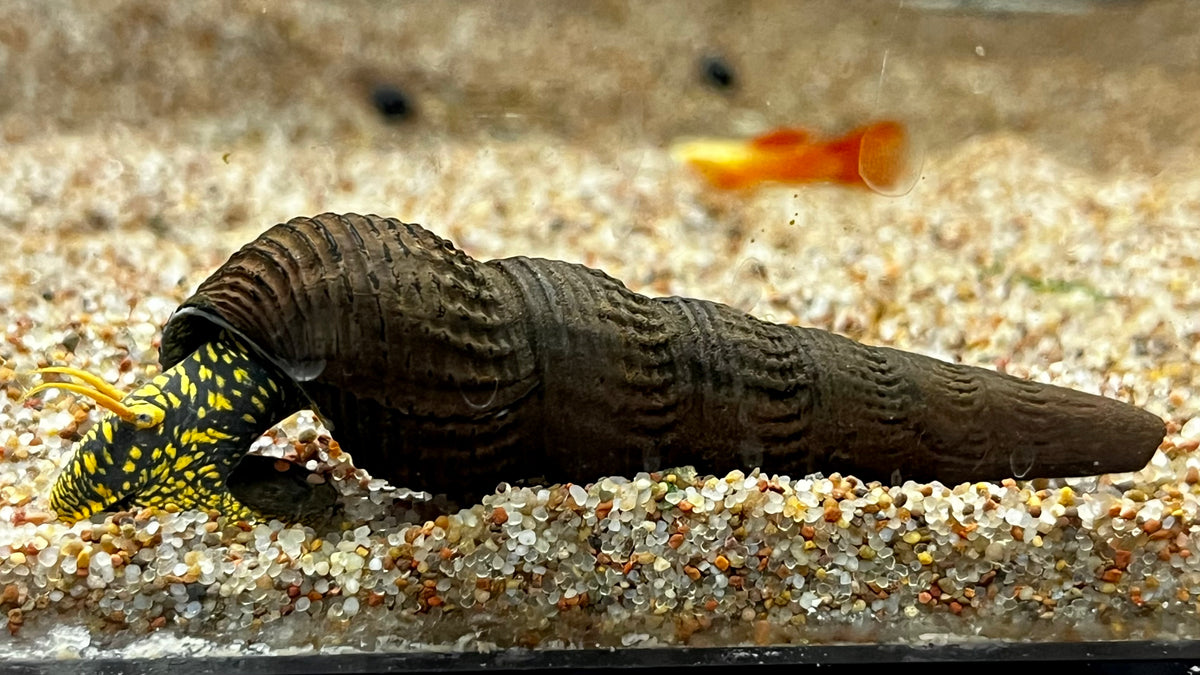 Assorted Rabbit Snail (Tylomelania sp.) – The Waterfront SLC
