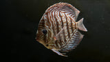 Assorted Discus (Symphysodon sp.) - Medium