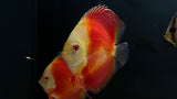 Assorted Discus (Symphysodon sp.) - Medium