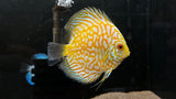 Assorted Discus (Symphysodon sp.) - Medium