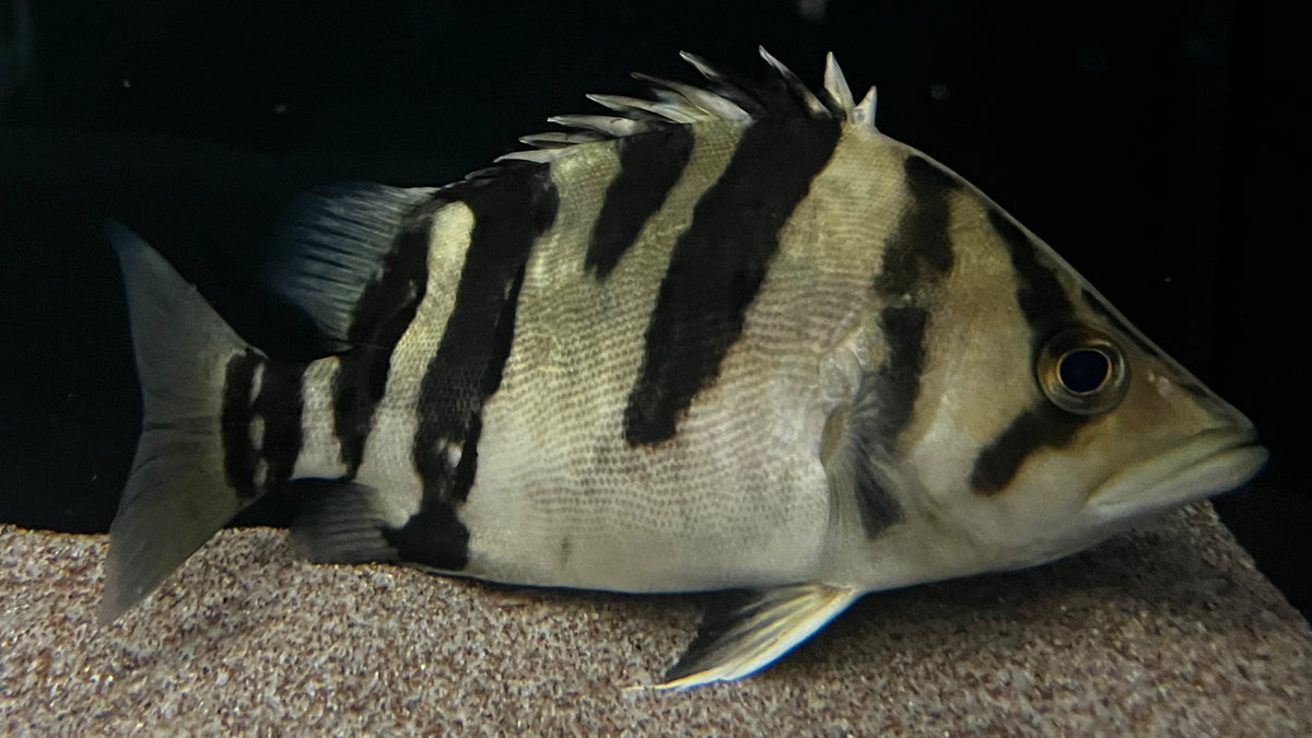 Indo Mix Bar Datnoid (Datnoides sp.) - WYSIWYG – The Waterfront SLC