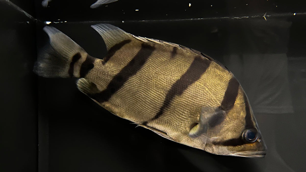NTT Datnoid (Datnioides undecimradiatus) - T165 WYSIWYG – The ...