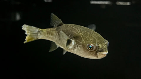 New Guinea Green Toad Puffer (Marilyna meraukensis) – The Waterfront SLC