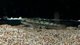 Red Tailed Rock Goby (Sicyopterus lagocephalus)