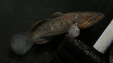 Ornate Sleeper Goby (Giurus margariticea)