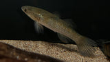 Ornate Sleeper Goby (Giurus margariticea)