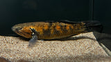 Ornate Sleeper Goby (Giurus margariticea)