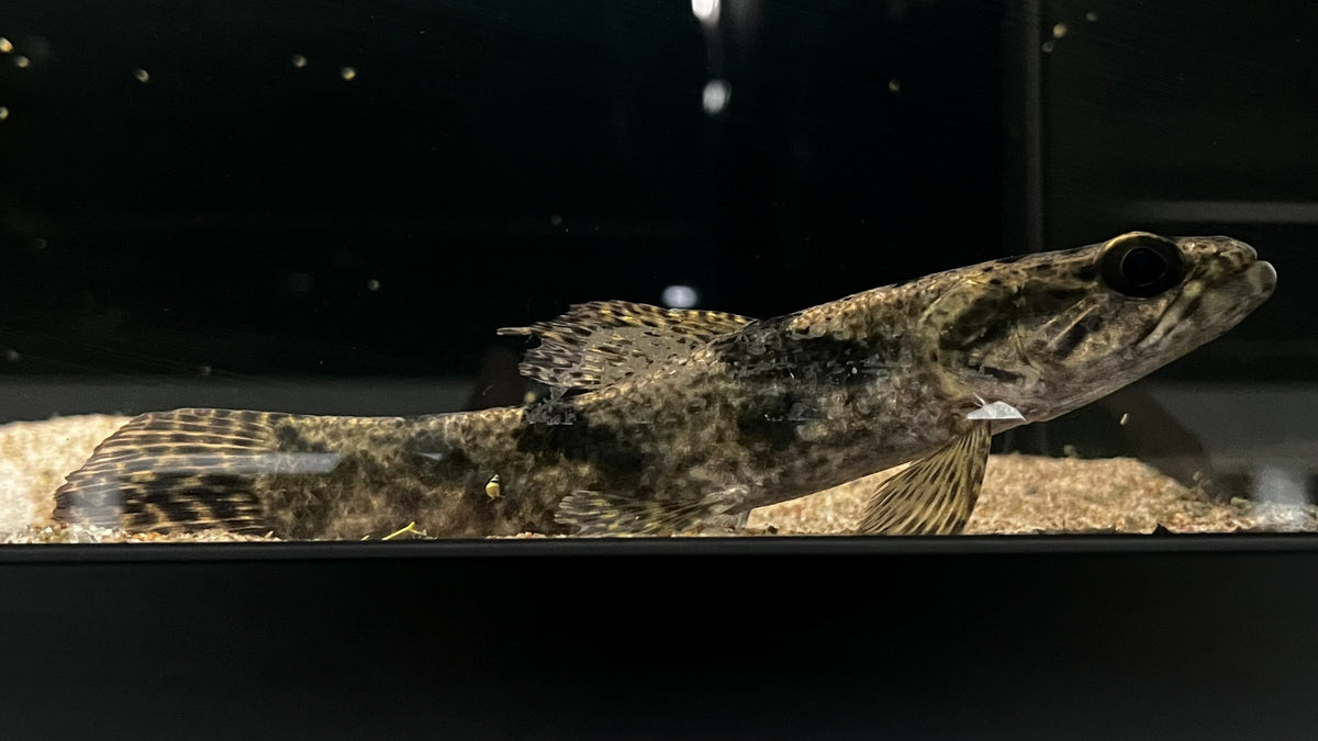 Aimara Wolf Fish (Hoplias aimara) – The Waterfront SLC