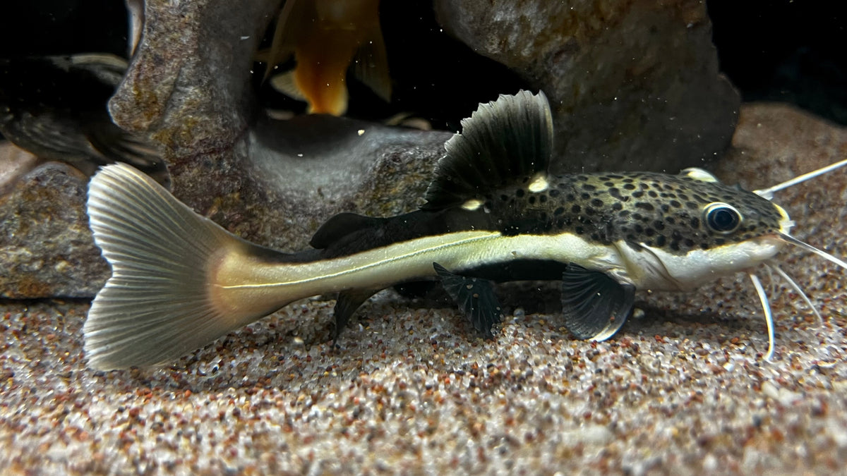 Redtail Catfish (Phractocephalus hemioliopterus) - Medium – The ...
