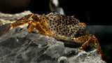 Panther Crab (Parathelphusa pantherina)