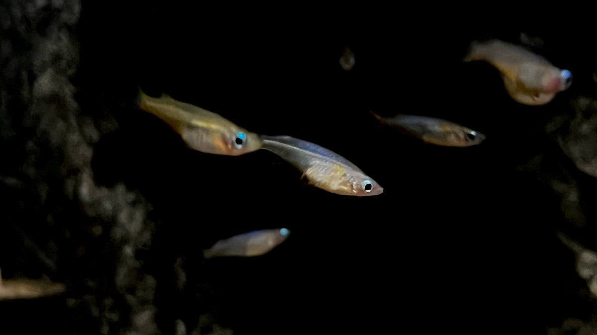 Daisy Medaka Ricefish (Oryzias latipes) – The Waterfront SLC
