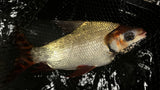 Flagtail (Semaprochilodus sp.) - WYSIWYG