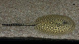 Pearl Stingray Hybrid (Potamotrygon sp.) - Male (WYSIWYG)