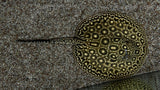 Pearl Stingray Hybrid (Potamotrygon sp.) - Male (WYSIWYG)