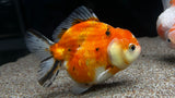 Shogun Oranda Goldfish (Carassius auratus)