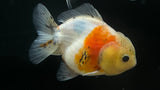 Shogun Oranda Goldfish (Carassius auratus)