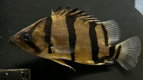 NTT Datnoid (Datnioides undecimradiatus) - WISIWYG – The Waterfront SLC