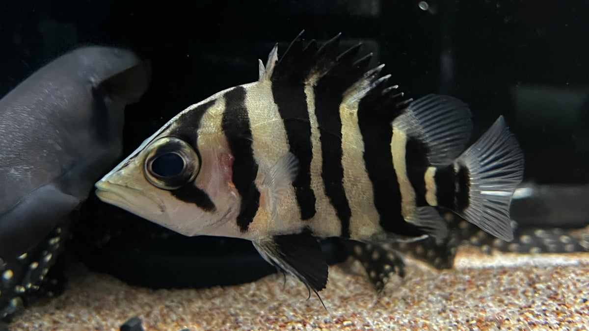 Four Bar Datnoid (Datnioides microlepis) - WYSIWYG – The Waterfront SLC