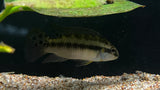 Blue Fin Kribensis (Enigmatochromis lucanusi) - Pair
