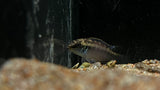 Blue Fin Kribensis (Enigmatochromis lucanusi) - Pair