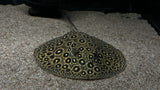 Pearl Stingray Hybrid (Potamotrygon sp.) - Female (WYSIWYG)