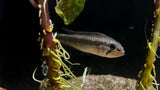 Apistogramma rotkeil - Pair